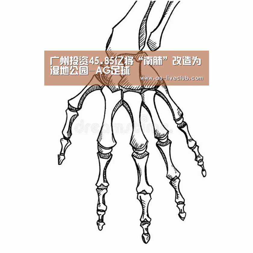 广州投资45.85亿将“南肺”改造为湿地公园-AG足球(图4) AG篮球