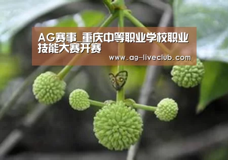 AG赛事_重庆中等职业学校职业技能大赛开赛(图2) AG体育